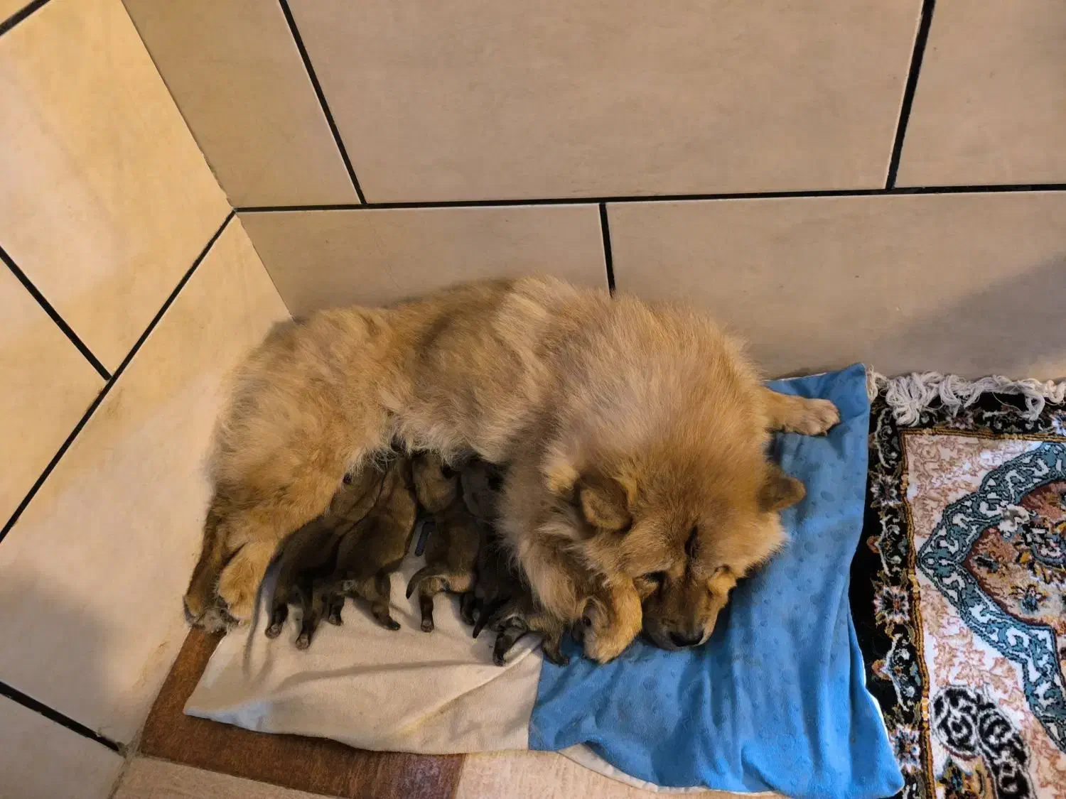 سگ گمشده|سگ|کرمان, |دیوار