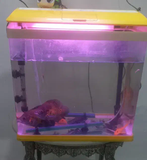 ماهی|ماهی|مشهد, رضاییه|دیوار