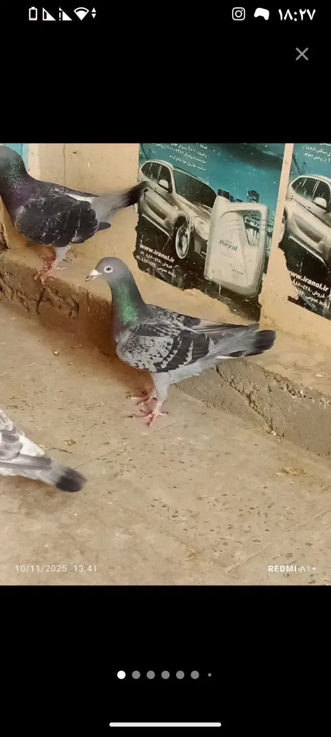 کبوتر مسافتی|پرنده|گنبد کاووس, |دیوار