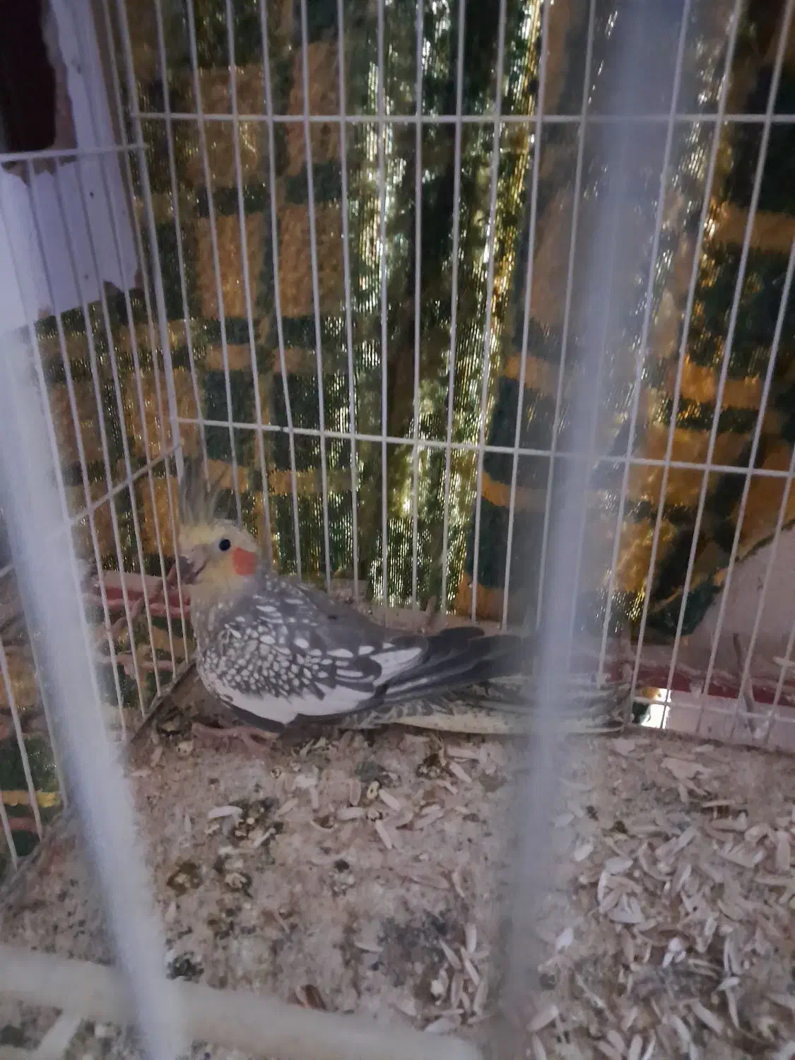 عروس هلندی|پرنده|مشهد, آبکوه|دیوار