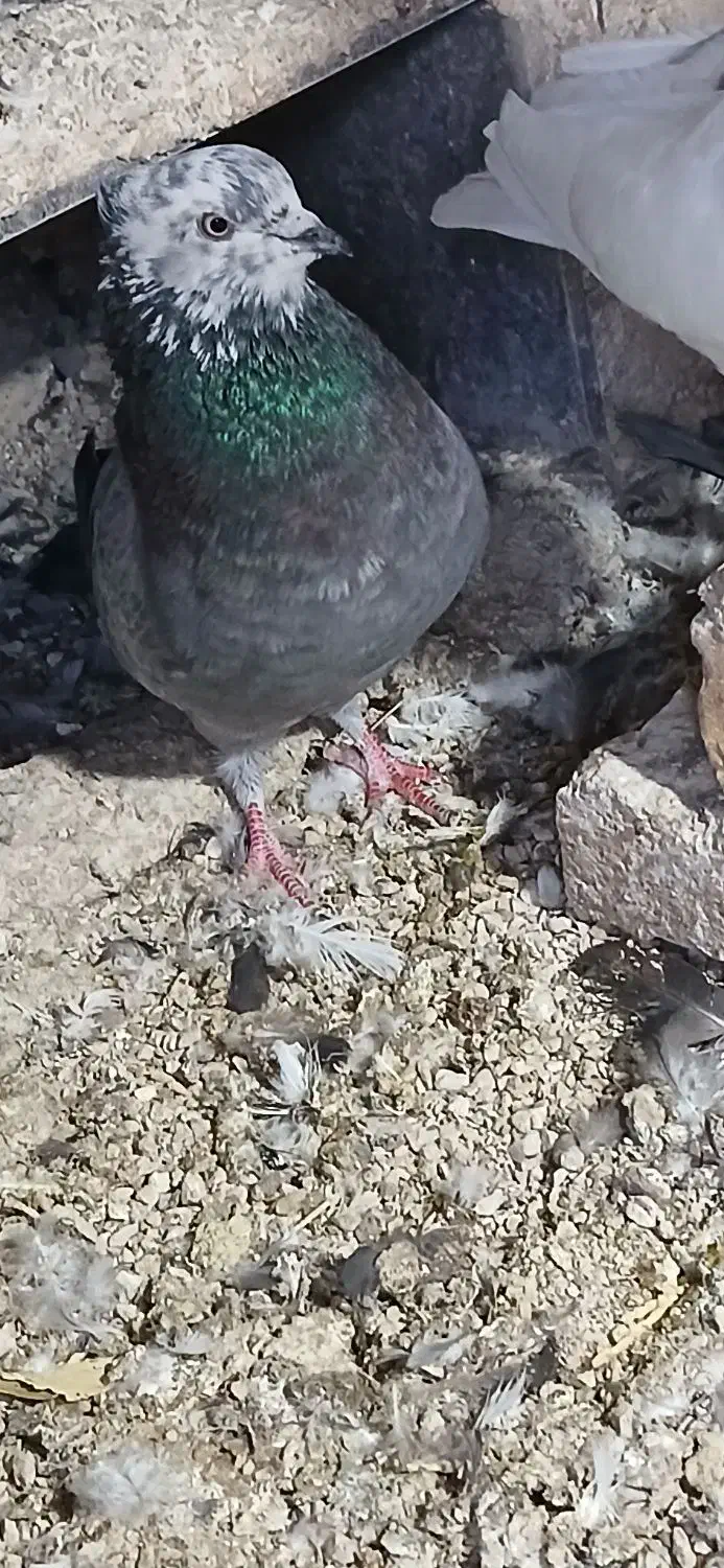 کبوتر زوردار|پرنده|چرداول, |دیوار