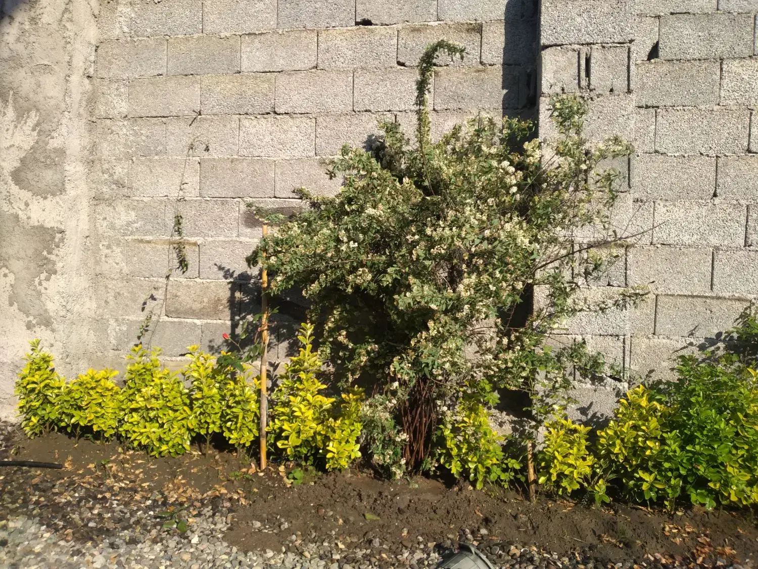 فروش شمشاد طلایی|گل و گیاه طبیعی|رانکوه, |دیوار