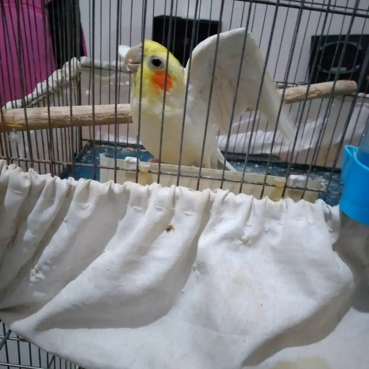 عروس هلندی|پرنده|کرج, شعبانآباد|دیوار