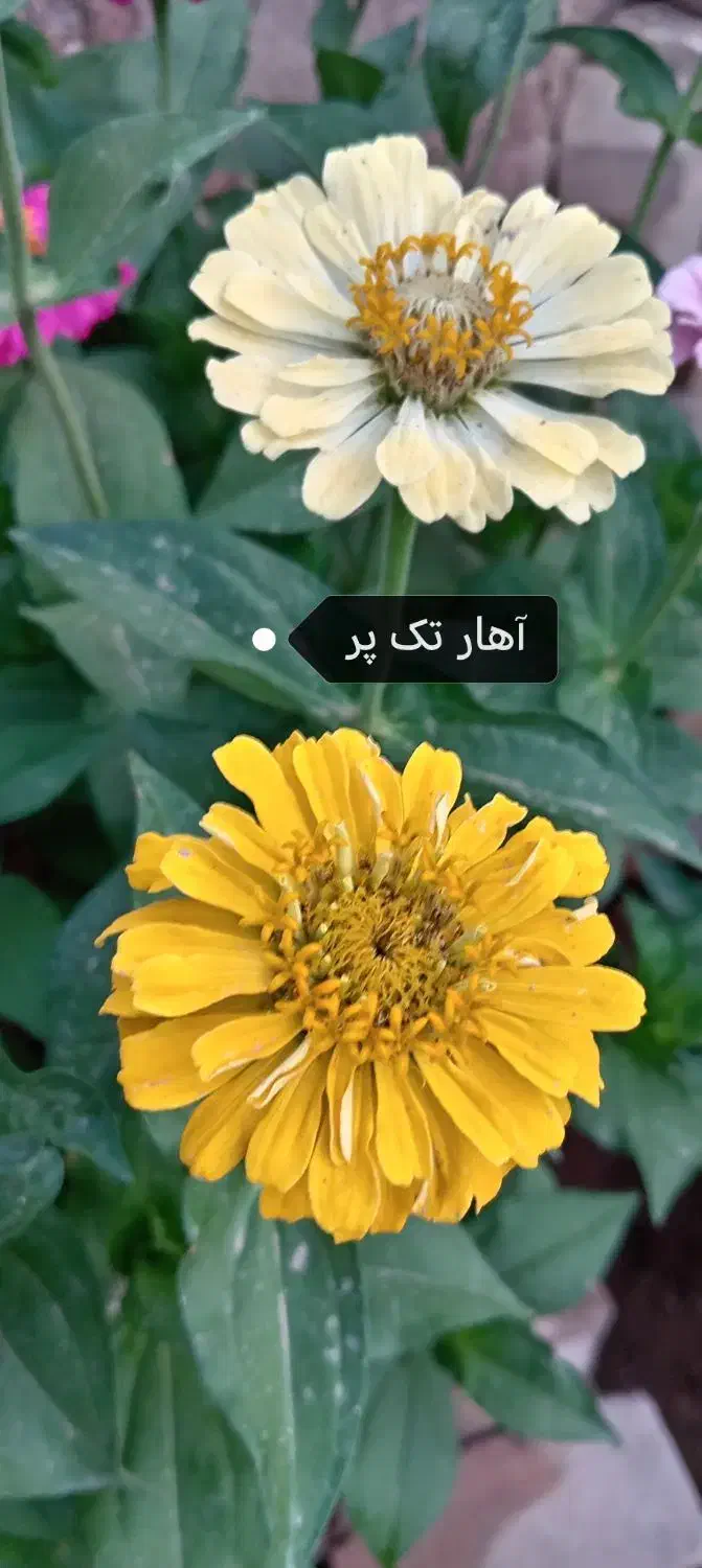 بذرگل|گل و گیاه طبیعی|بندرلنگه, |دیوار