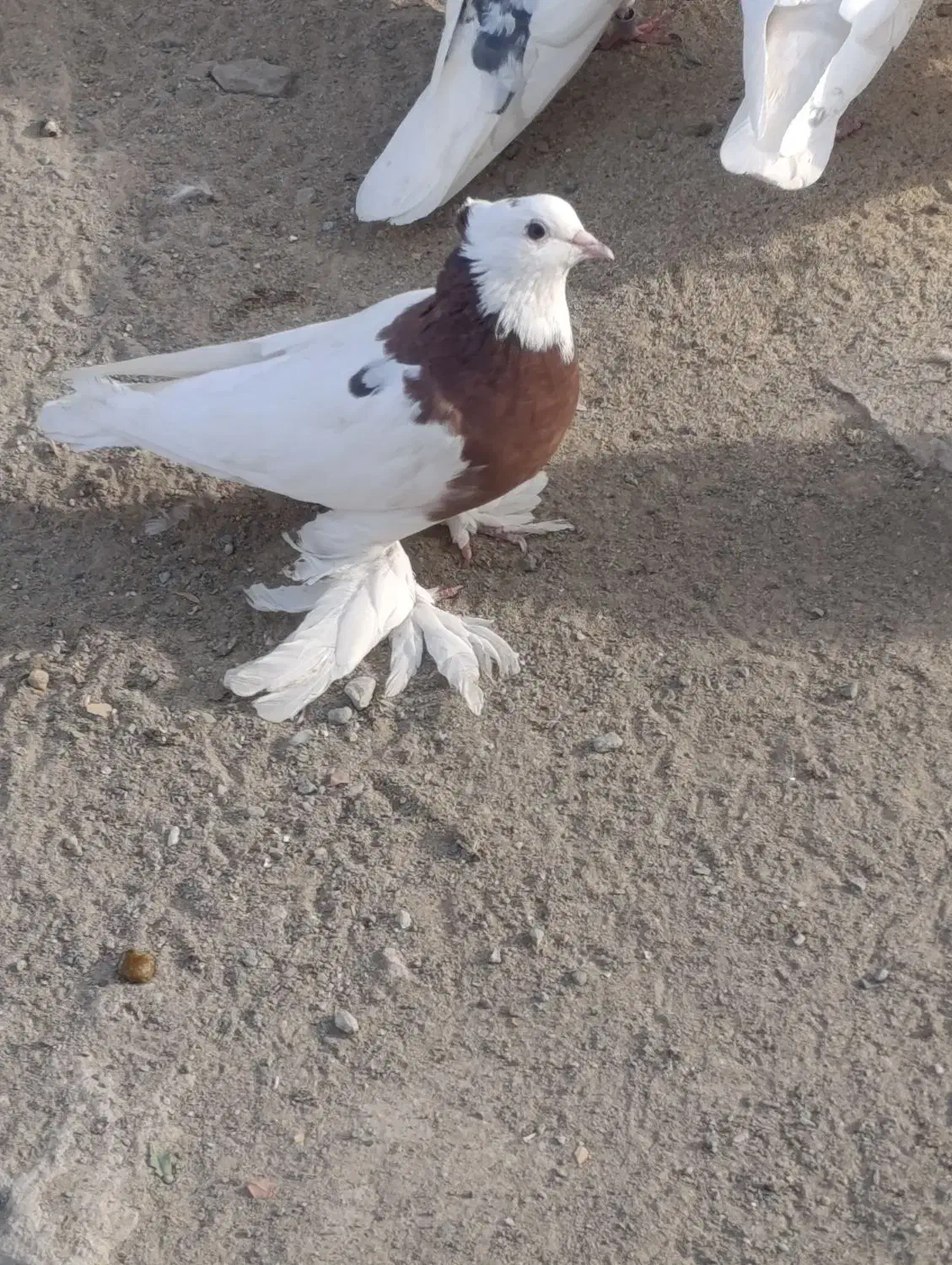 اگهی بخون|پرنده|کهنوج, |دیوار