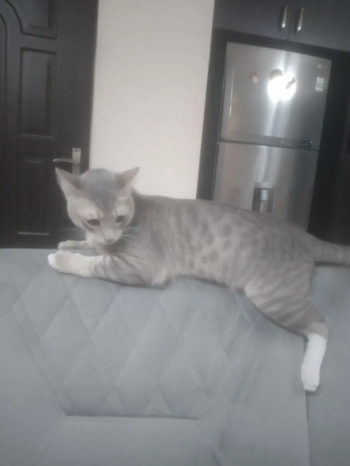 گمشده|حیوانات|قشم, |دیوار