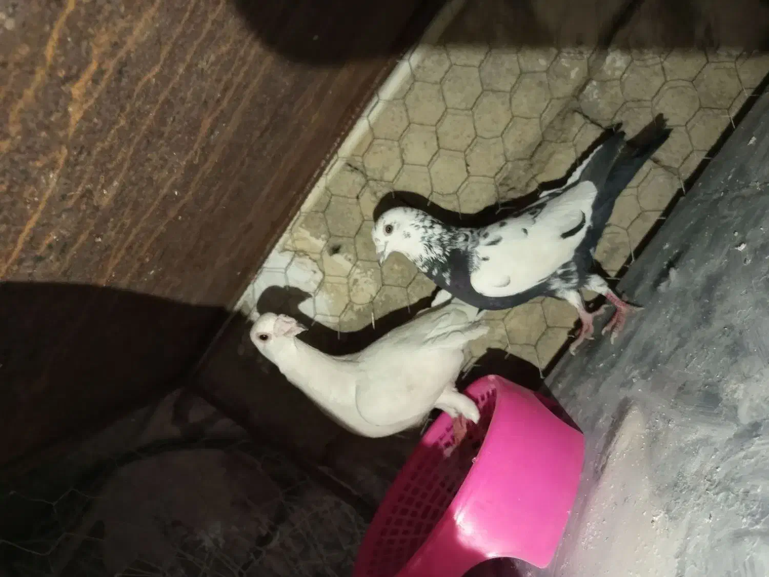 دورگ|پرنده|پلدختر, |دیوار