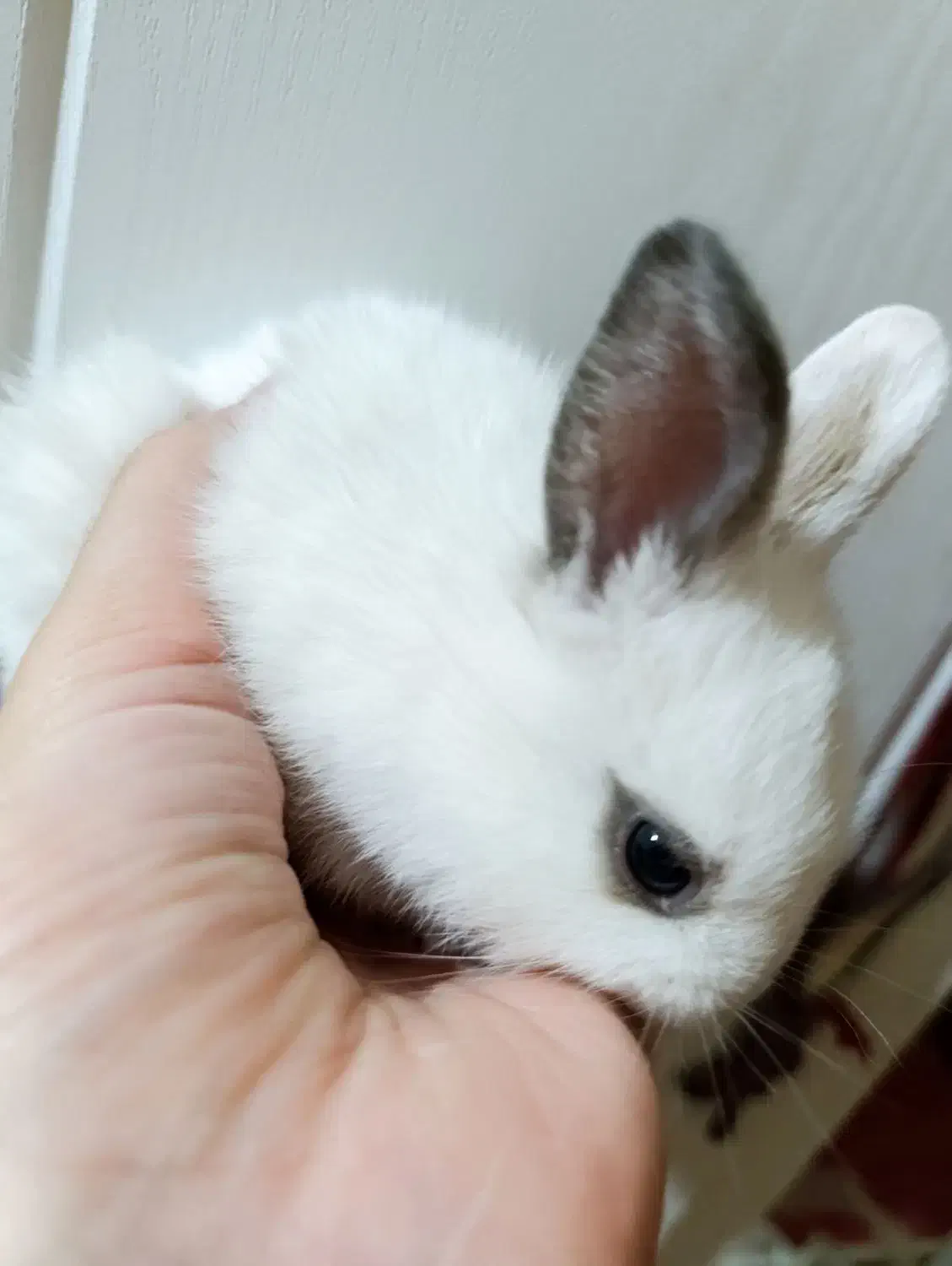 خرگوش ناز و شیطون|موش و خرگوش|دزفول, |دیوار