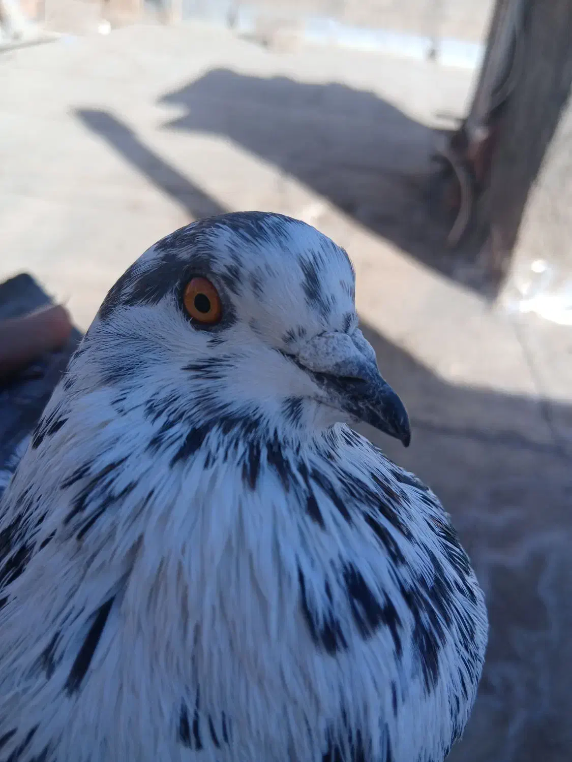 کفتر|پرنده|زرندیه, |دیوار