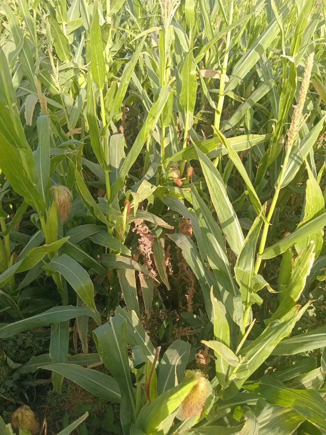 بلوارتوس عسگریه|عمدهفروشی|رضویه, |دیوار