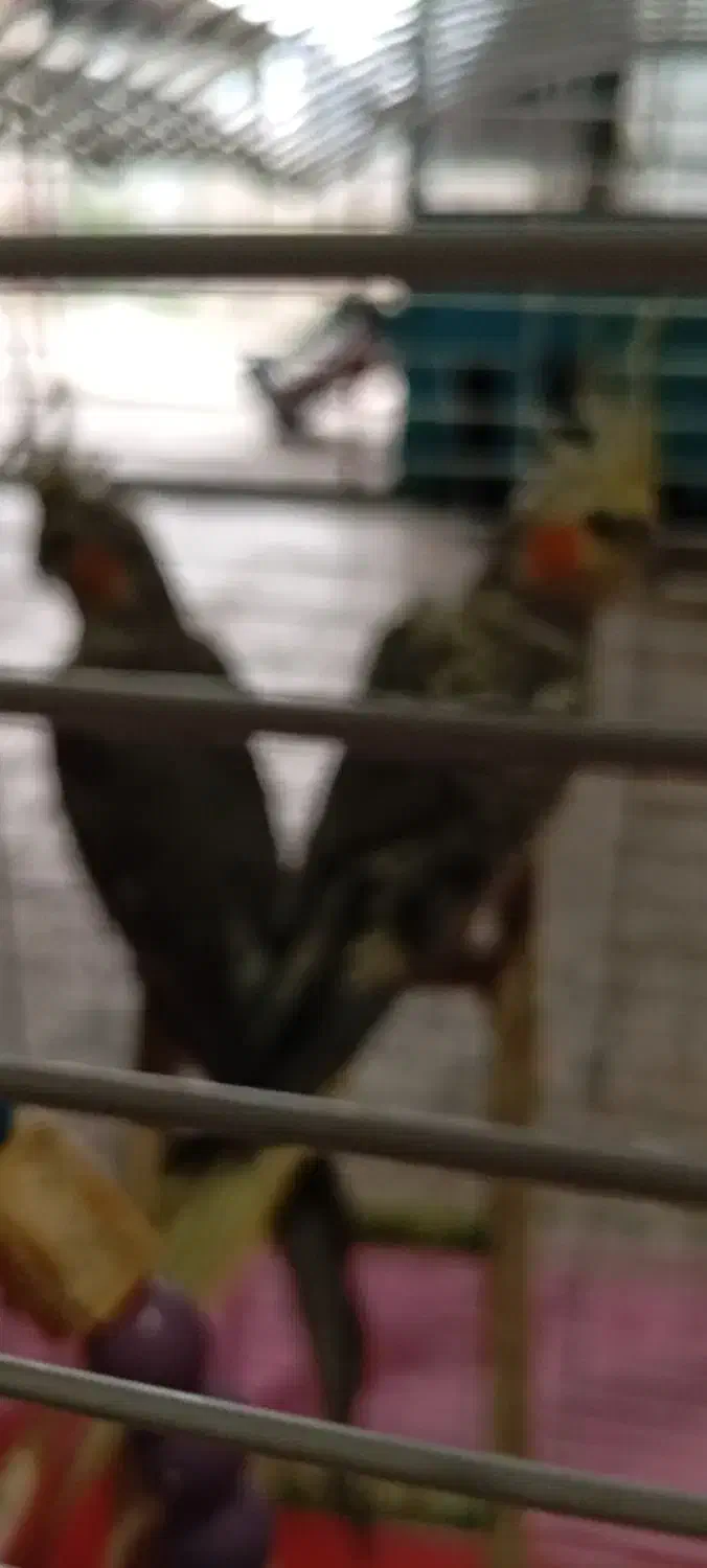 دو عروس هلندی|پرنده|فومن, |دیوار