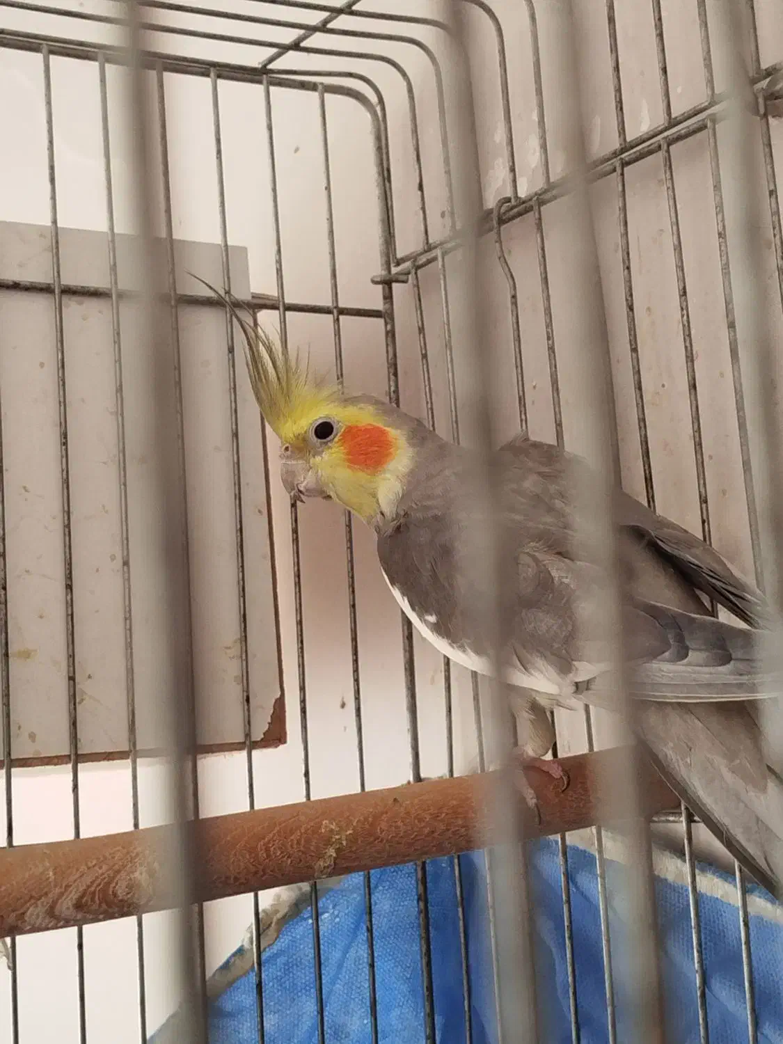 عروس هلندی عروس طوطی|پرنده|قزوین, |دیوار