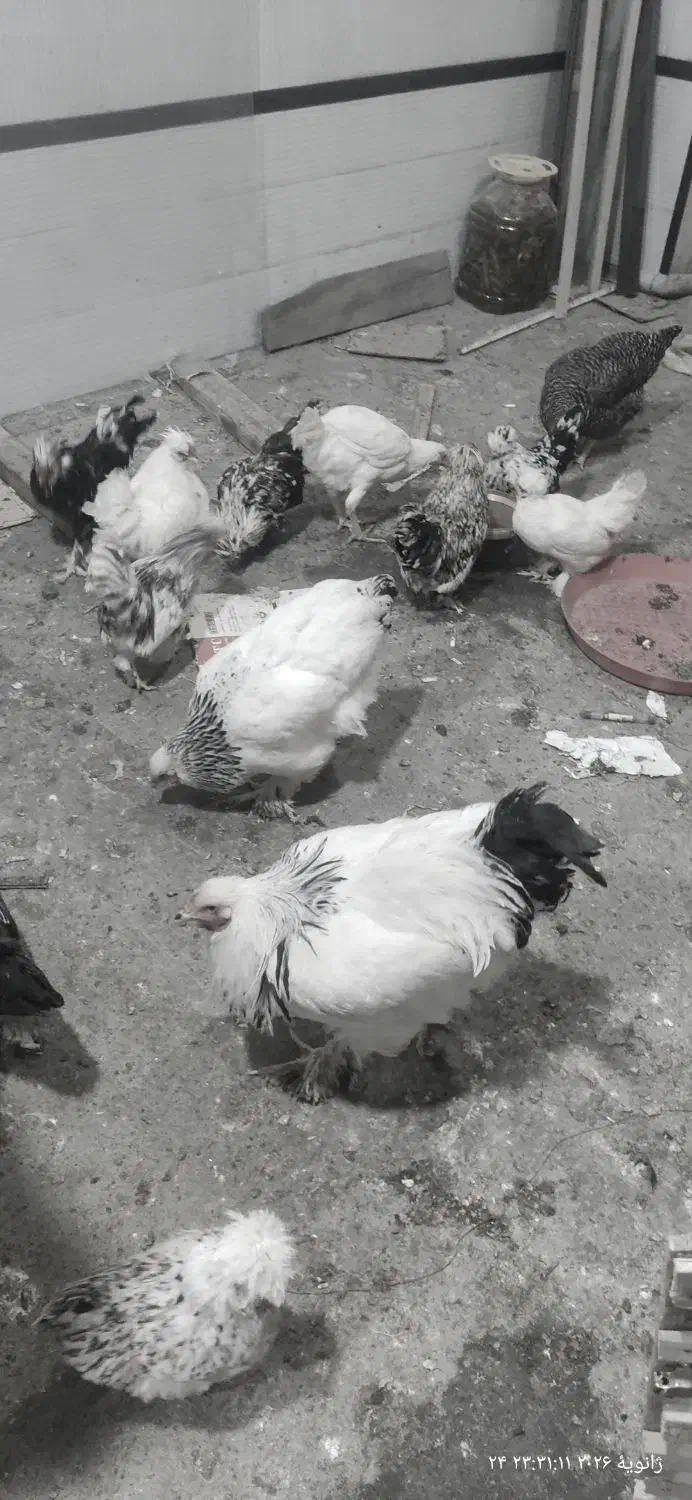 مرغ و خروس|حیوانات مزرعه|نوشین شهر, |دیوار