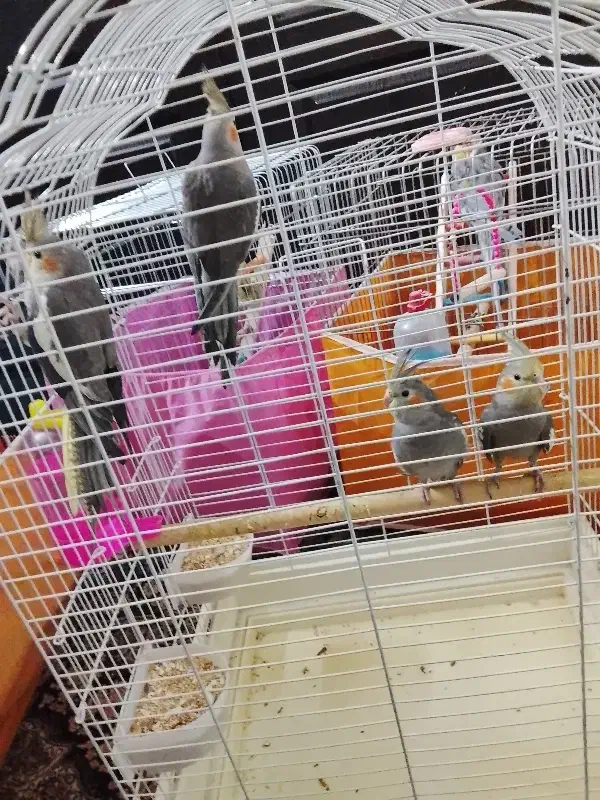 عروس هلندی 4عدد|پرنده|تهران, هلال احمر|دیوار