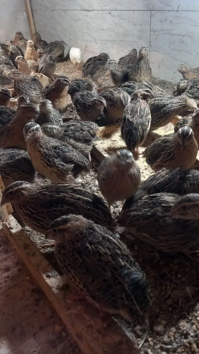 بلدرچین|حیوانات مزرعه|نیمروز, |دیوار