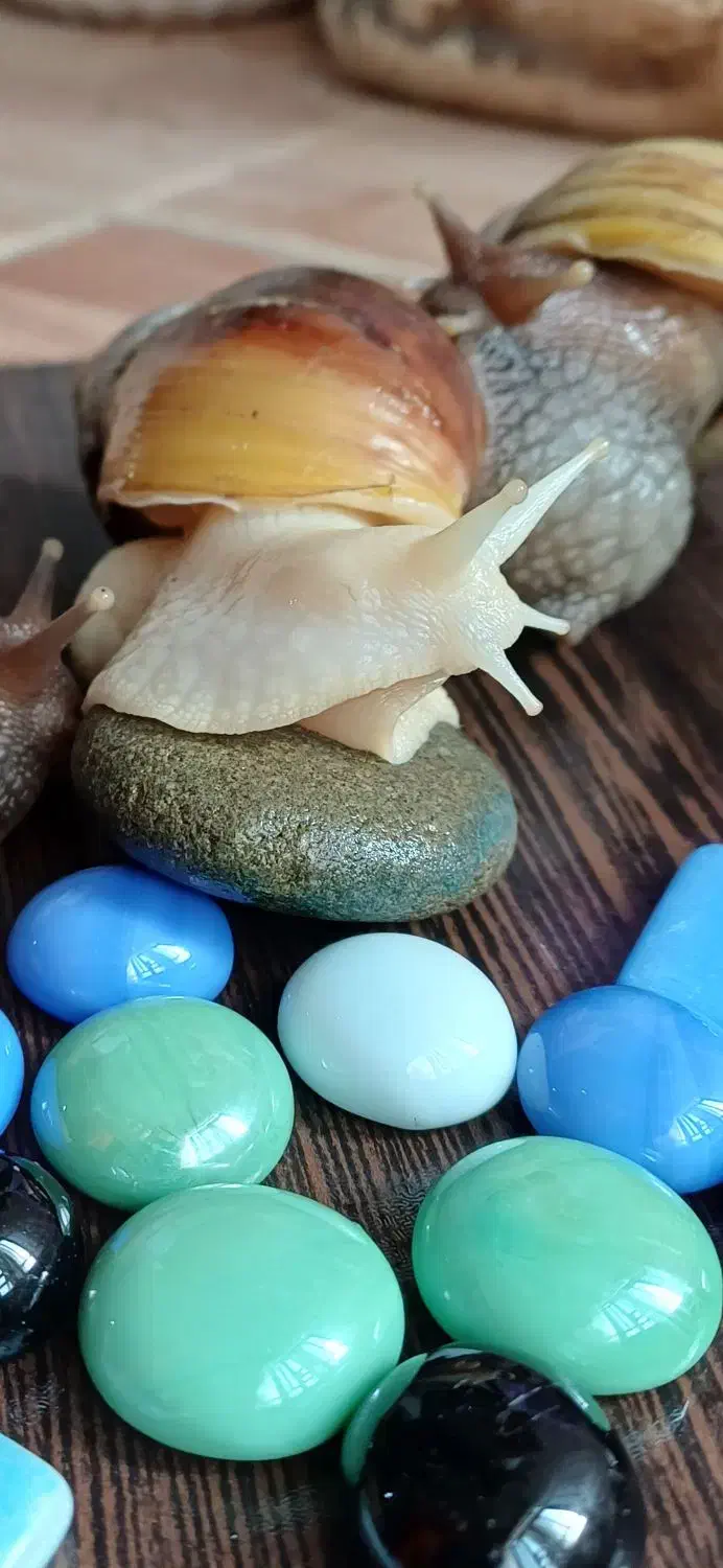 سلام فروش حلزون از۱ماه تامولد|خزنده|خرمآباد, |دیوار