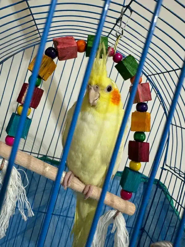 طوطی سالم و سرحال و مرتب|پرنده|آستانه اشرفیه, |دیوار