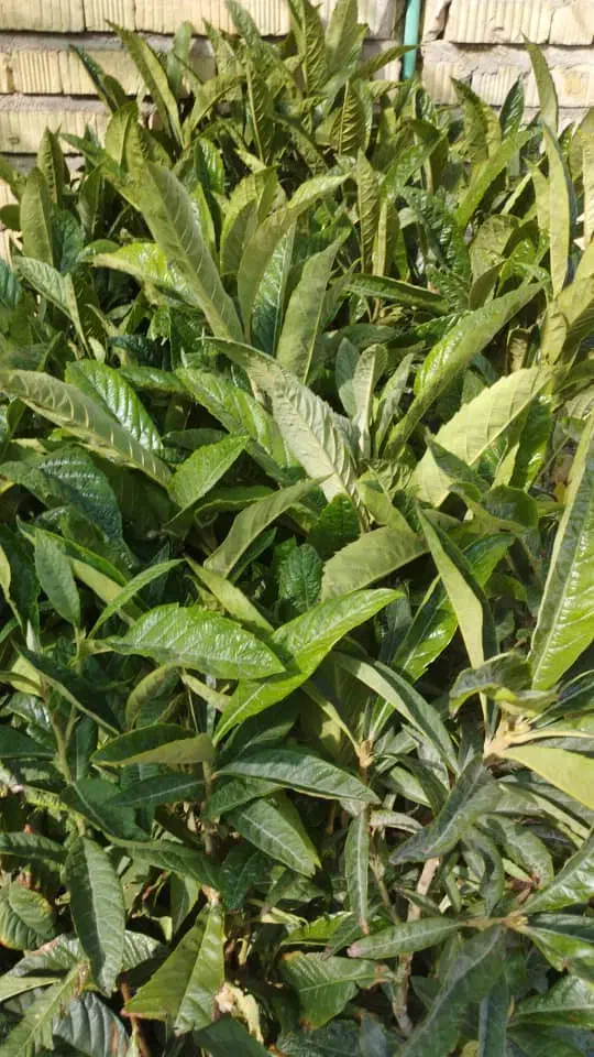 نهال|گل و گیاه طبیعی|ایذه, |دیوار