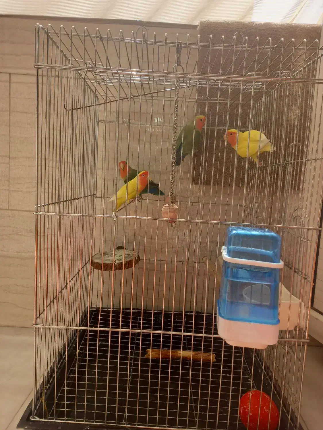 طوطی برزیلی|پرنده|گلستان (تهران), |دیوار