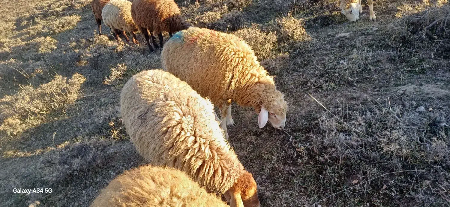 بره نر گوشتی واسه قربانی|حیوانات مزرعه|اردبیل, |دیوار