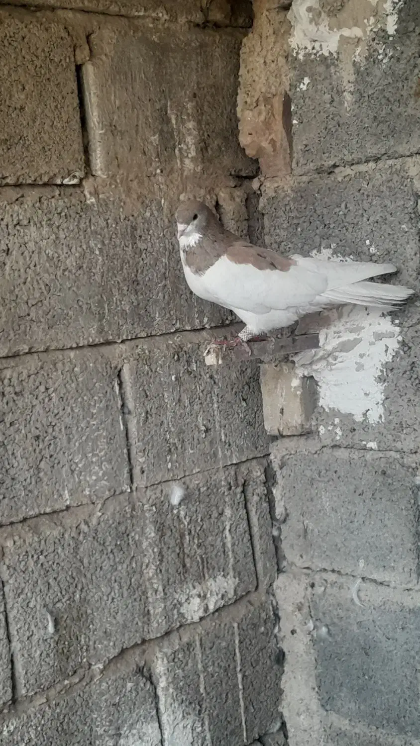 کله سیاه ماده و یال سرور|پرنده|شیراز, حومه شیراز|دیوار