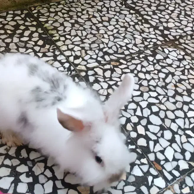 خرگوش نژاد جرسی|موش و خرگوش|رشت, حمیدیان|دیوار