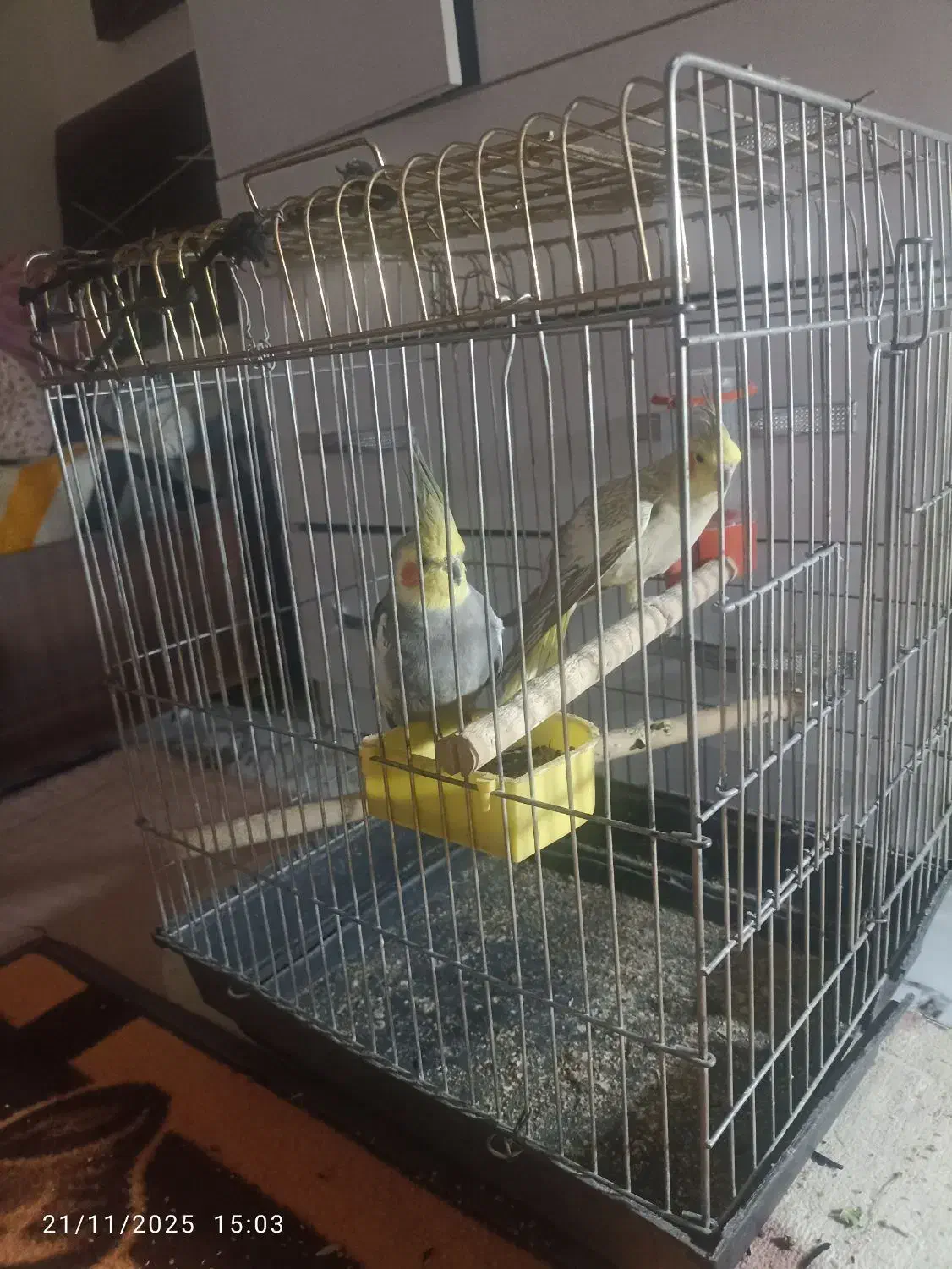 عروس هلندی نروماده|پرنده|وحیدیه, |دیوار