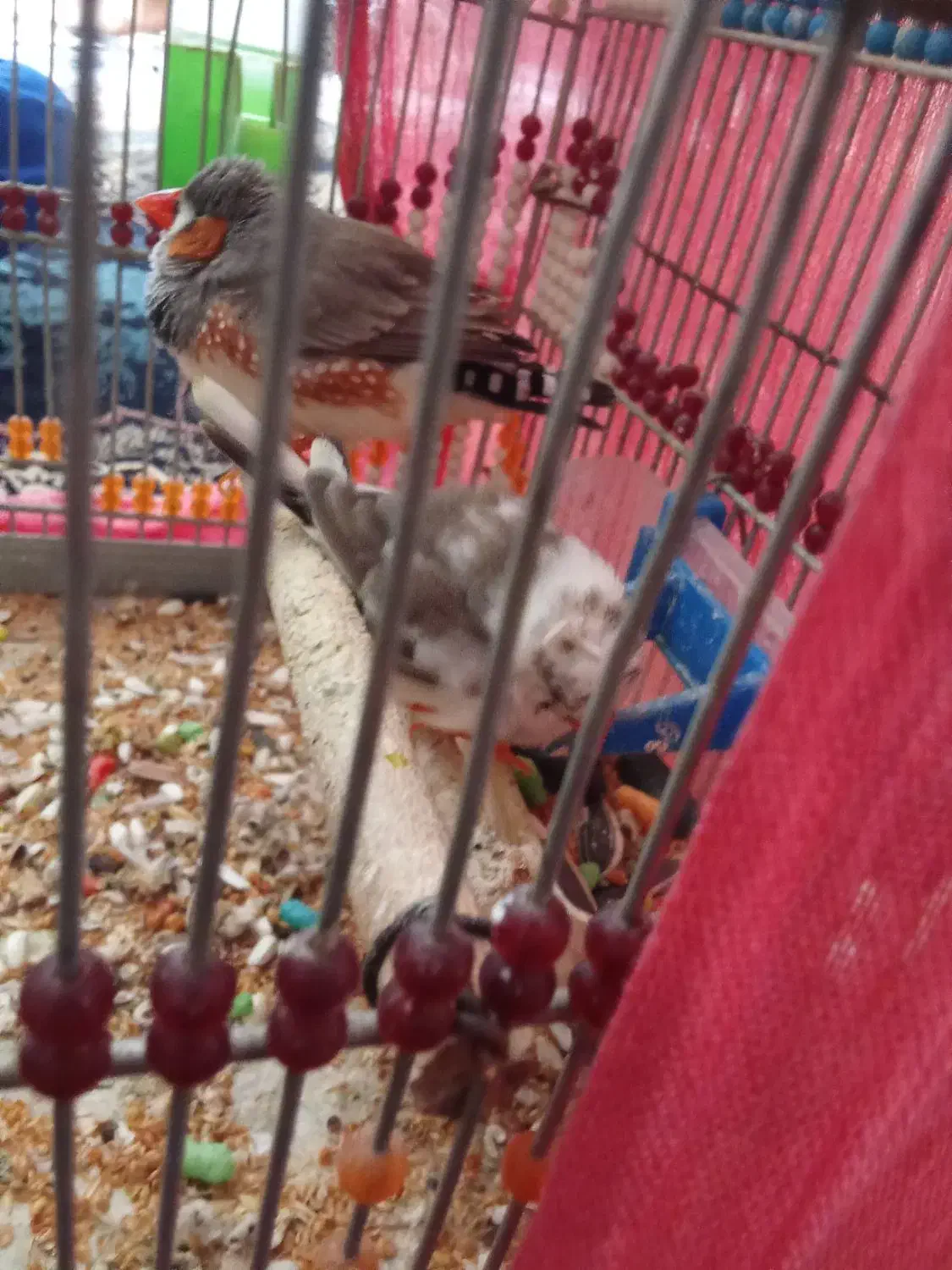 فنچ|پرنده|مسجد سلیمان, |دیوار