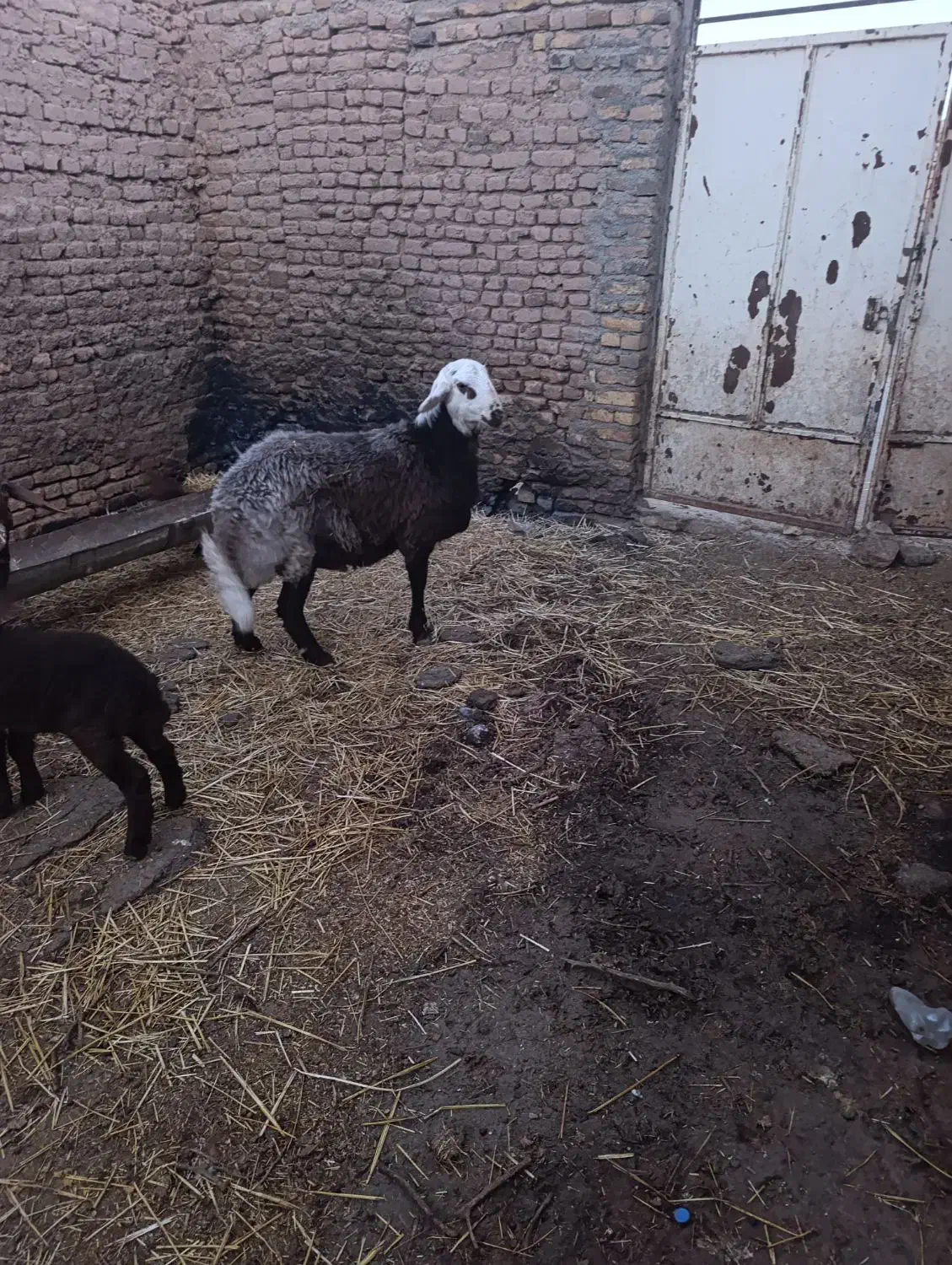 بره کله|حیوانات مزرعه|تربت جام, شاد|دیوار