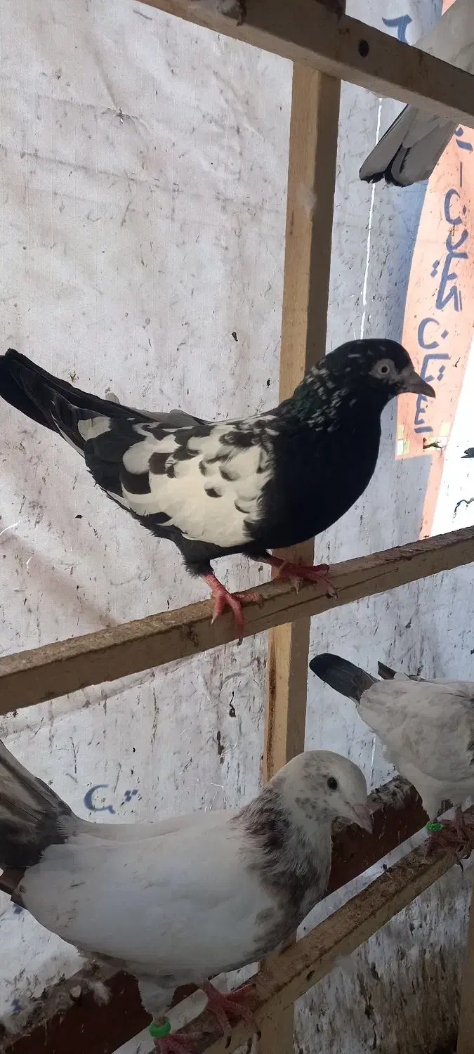 کبوتر پرشی|پرنده|رشت, منظریه|دیوار