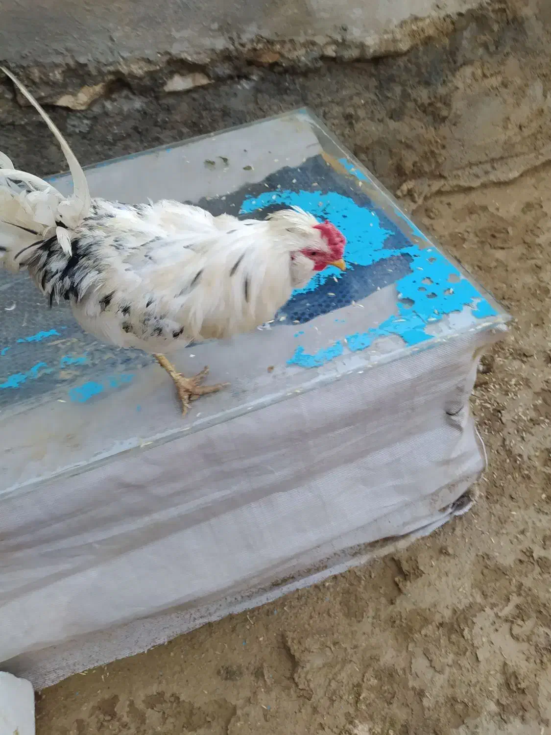 خروس گلین|حیوانات مزرعه|سرپل ذهاب, |دیوار