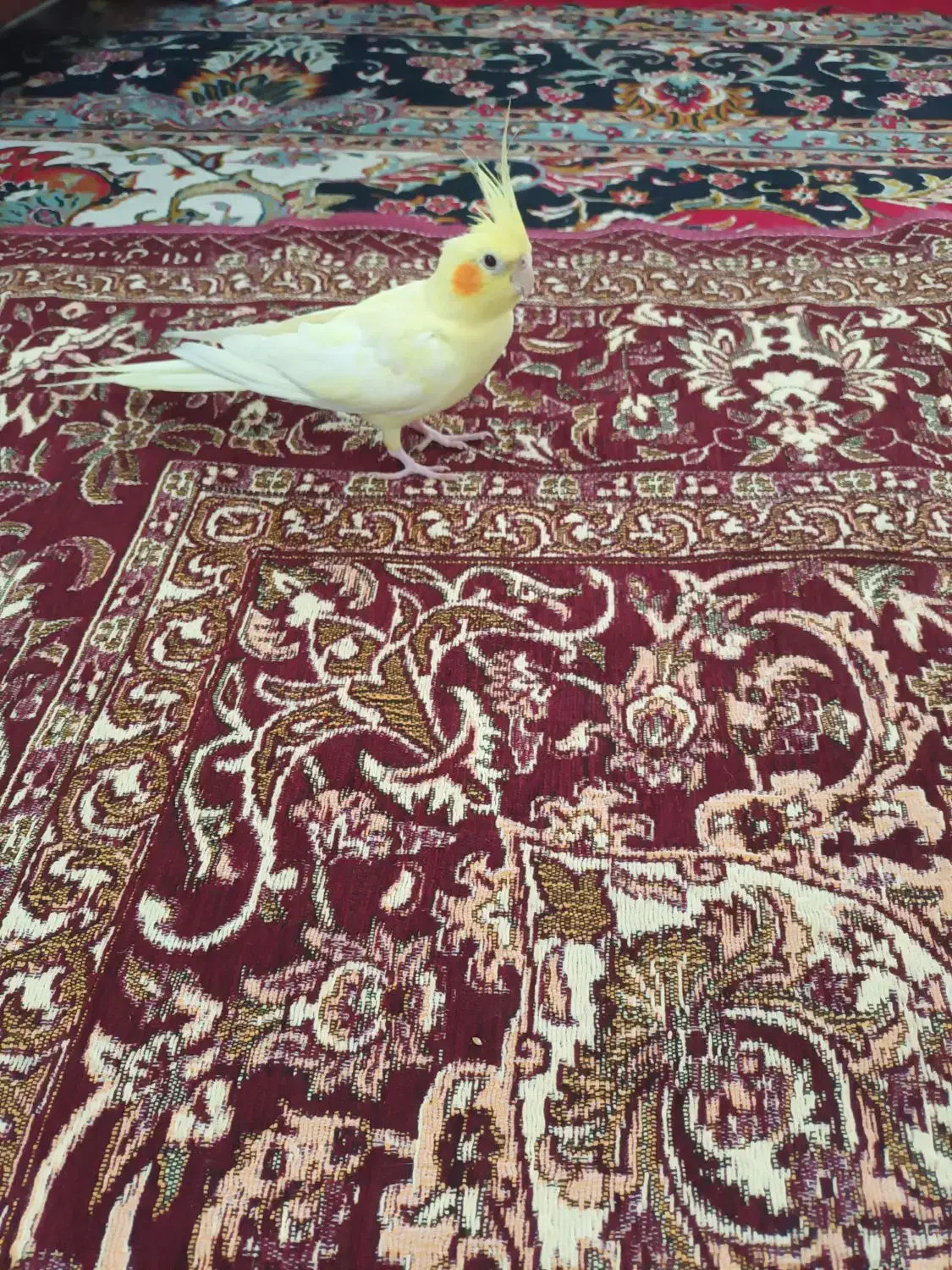 عروس هلندی ماده|پرنده|دامغان, |دیوار