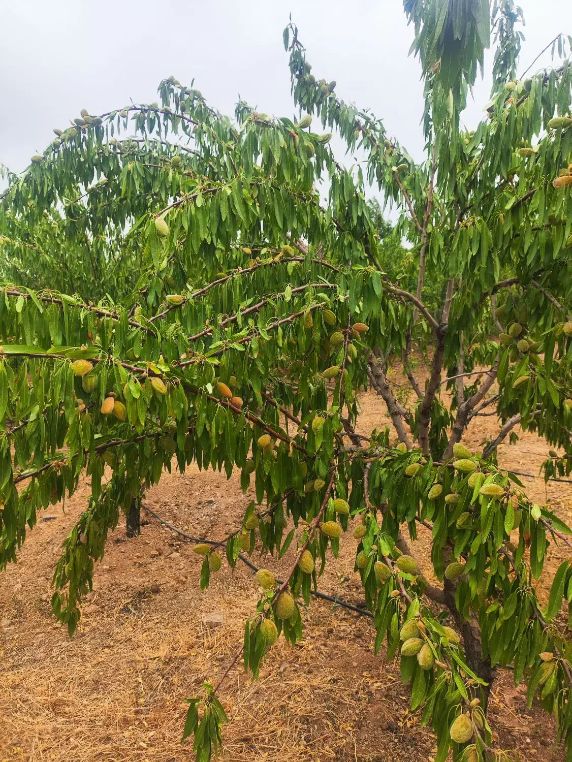 باغ 950متری اجیلی|فروش دفتر صنعتی، کشاورزی، تجاری|خمینی‌شهر, |دیوار