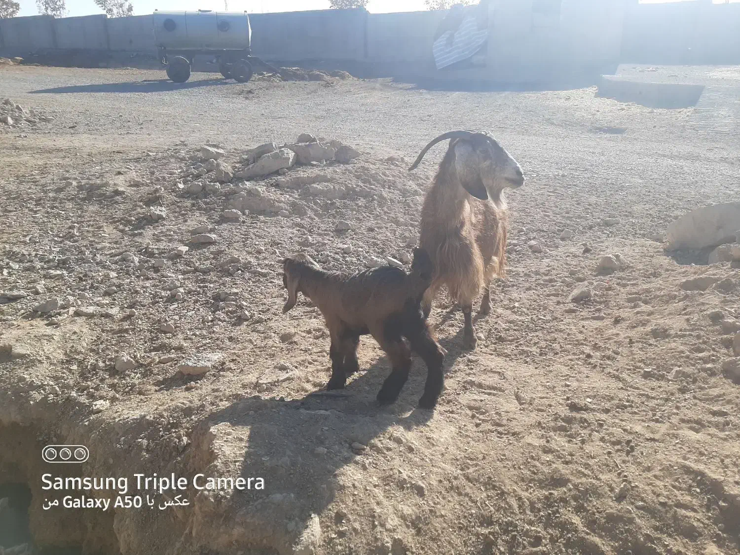 بزغاله|حیوانات مزرعه|کنگاور, |دیوار