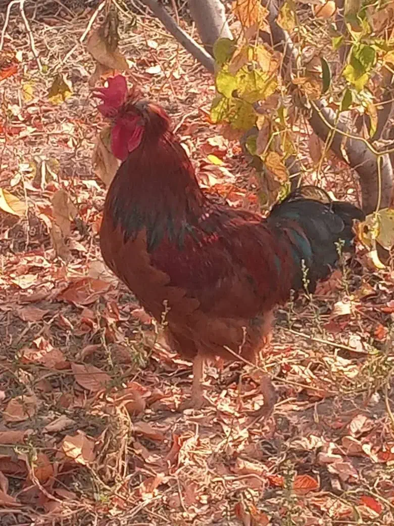 خروس کاملا صحیح و سالم|حیوانات مزرعه|فیرورق, |دیوار