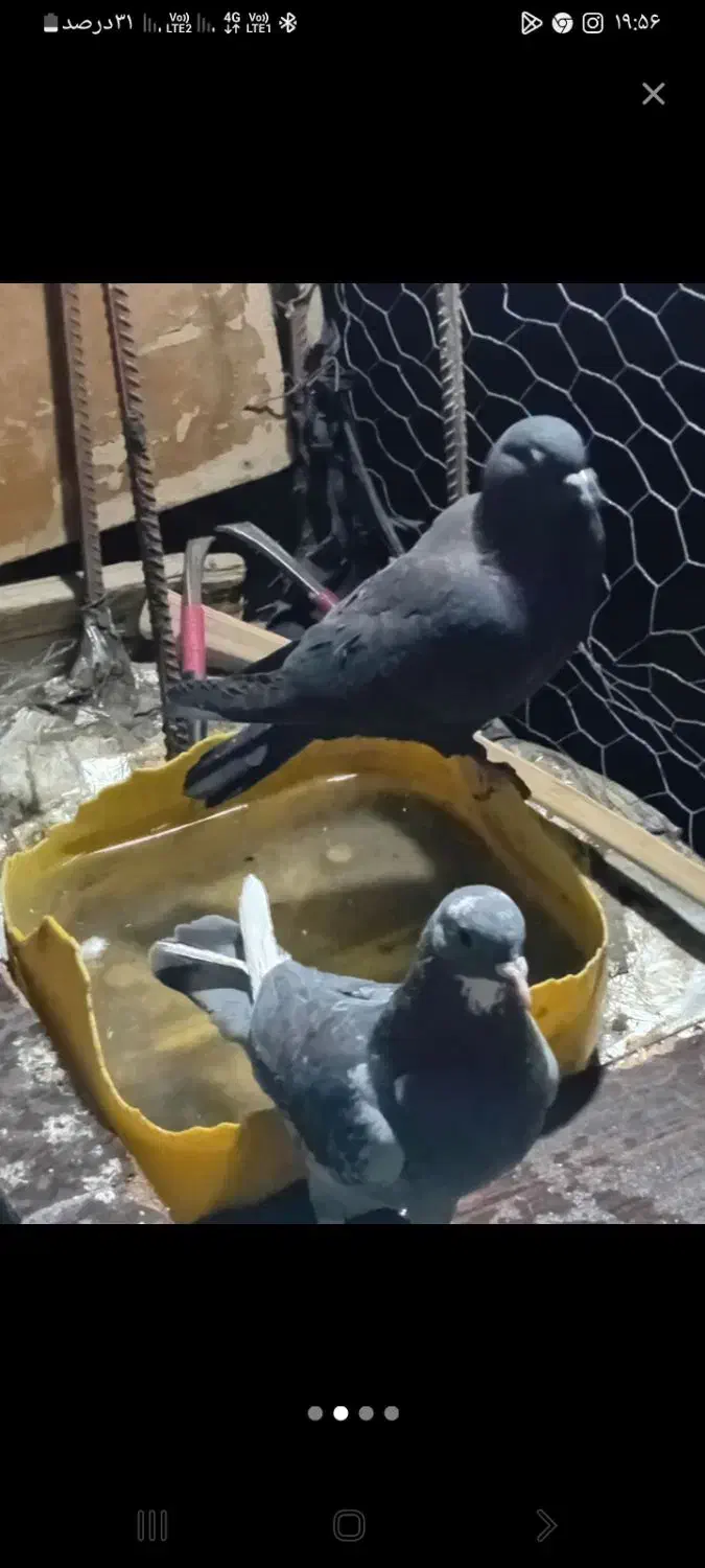 کبوتر هر ک خواست پیام بده|پرنده|عنبرآباد, |دیوار