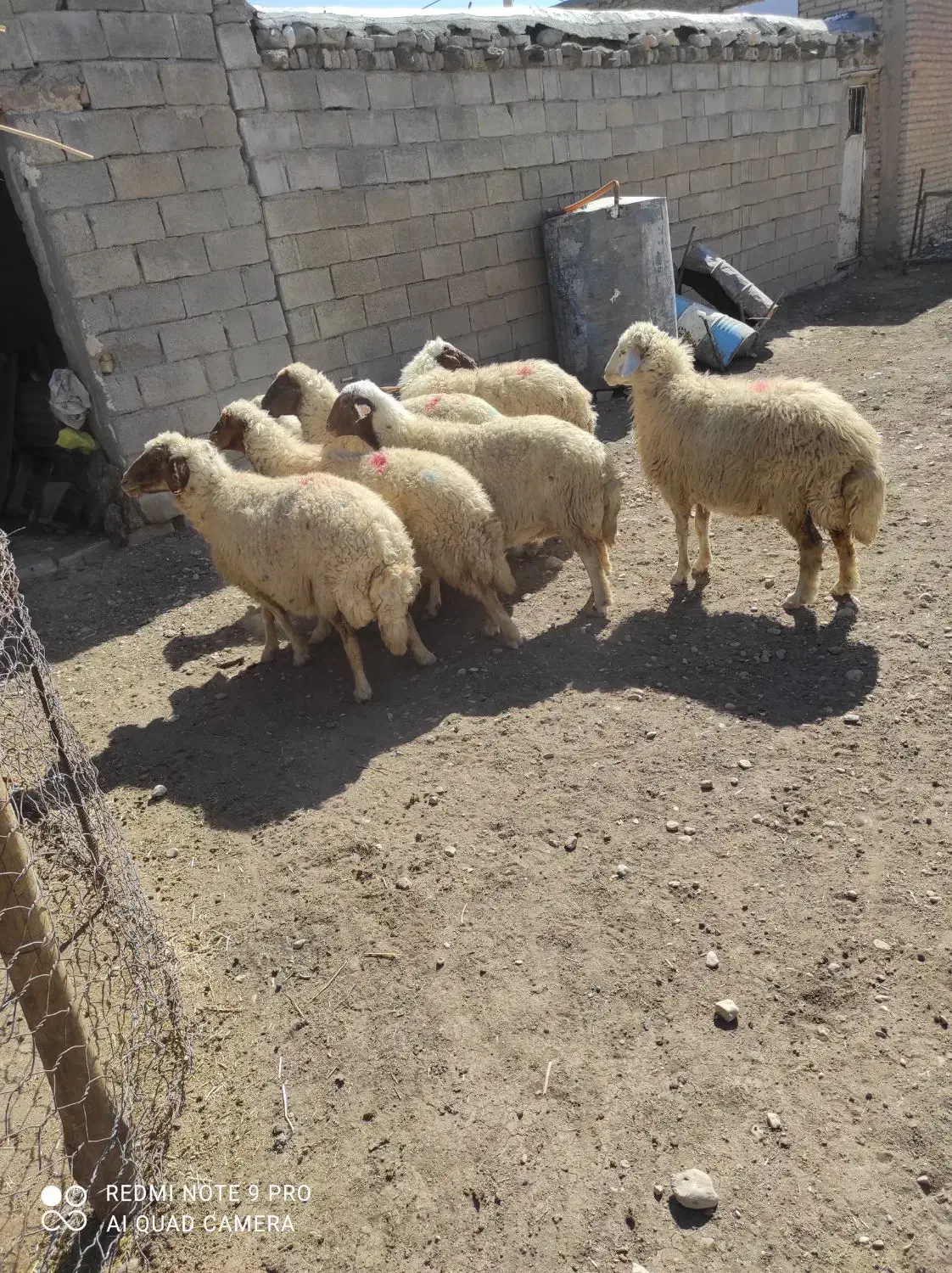 گوسفند داشتی|حیوانات مزرعه|کرمانشاه, |دیوار