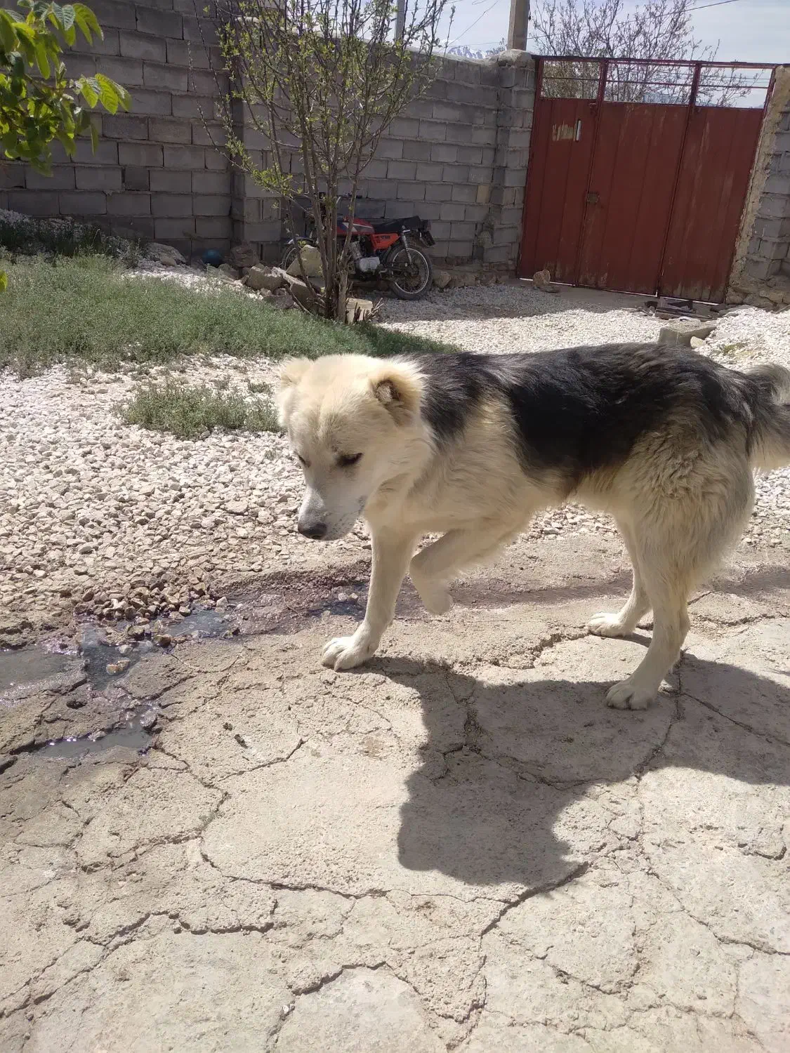 سگ ...|سگ|قروه, |دیوار