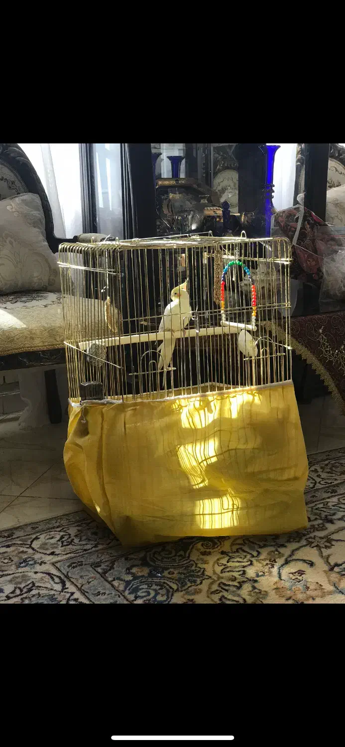 کوله و قفس عروس هلندی|لوازم جانبی حیوانات|قزوین, |دیوار