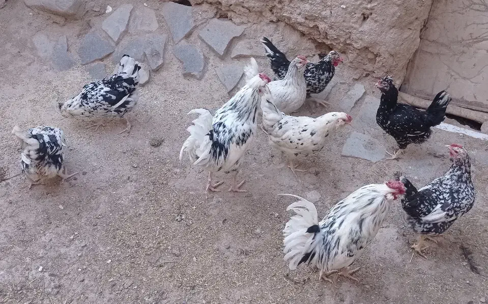 تخم مرغ گلین|حیوانات مزرعه|درمیان, |دیوار