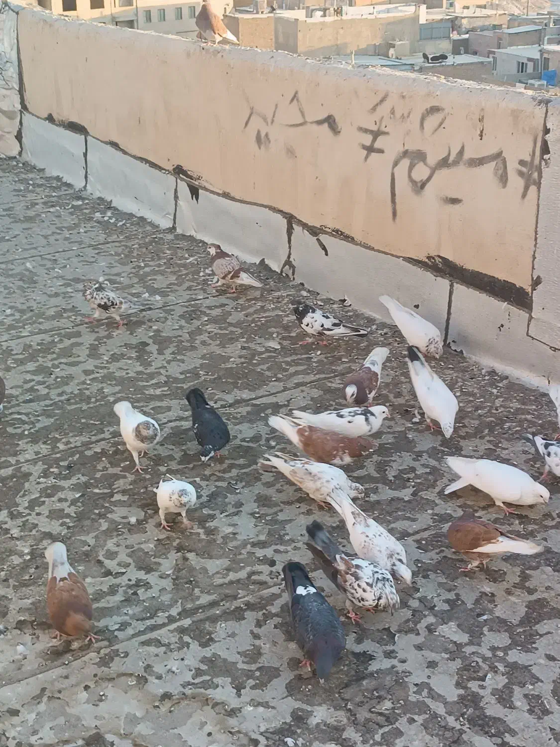 20عدد کفتر غریب گیری|پرنده|محمدشهر, همایون ویلا|دیوار