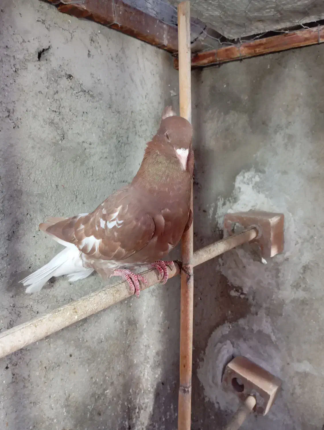 کبوتر دم سفید و کربلایی|پرنده|گنبد کاووس, |دیوار