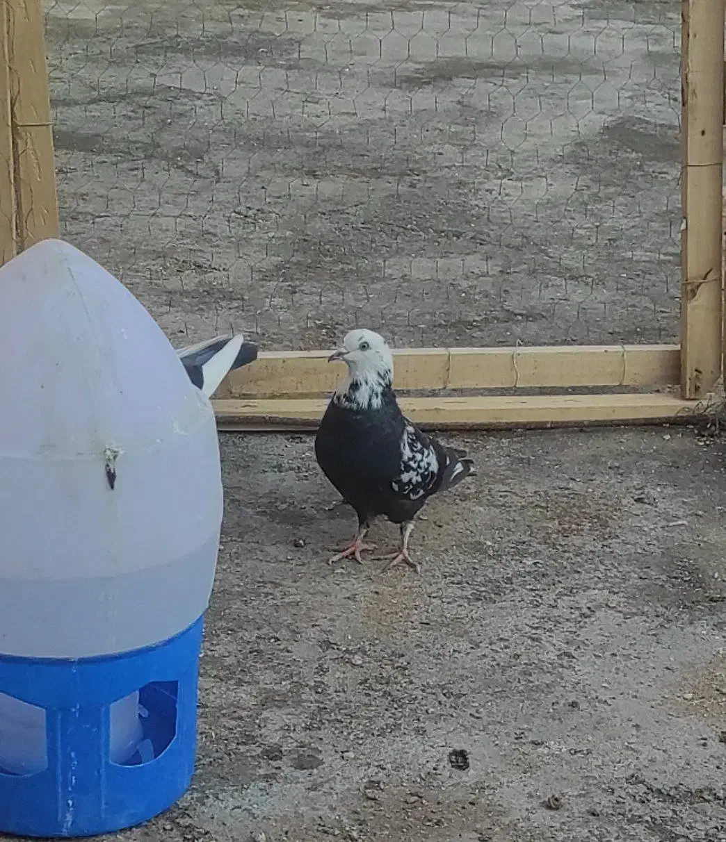 کله ماستی|پرنده|نالوس, |دیوار