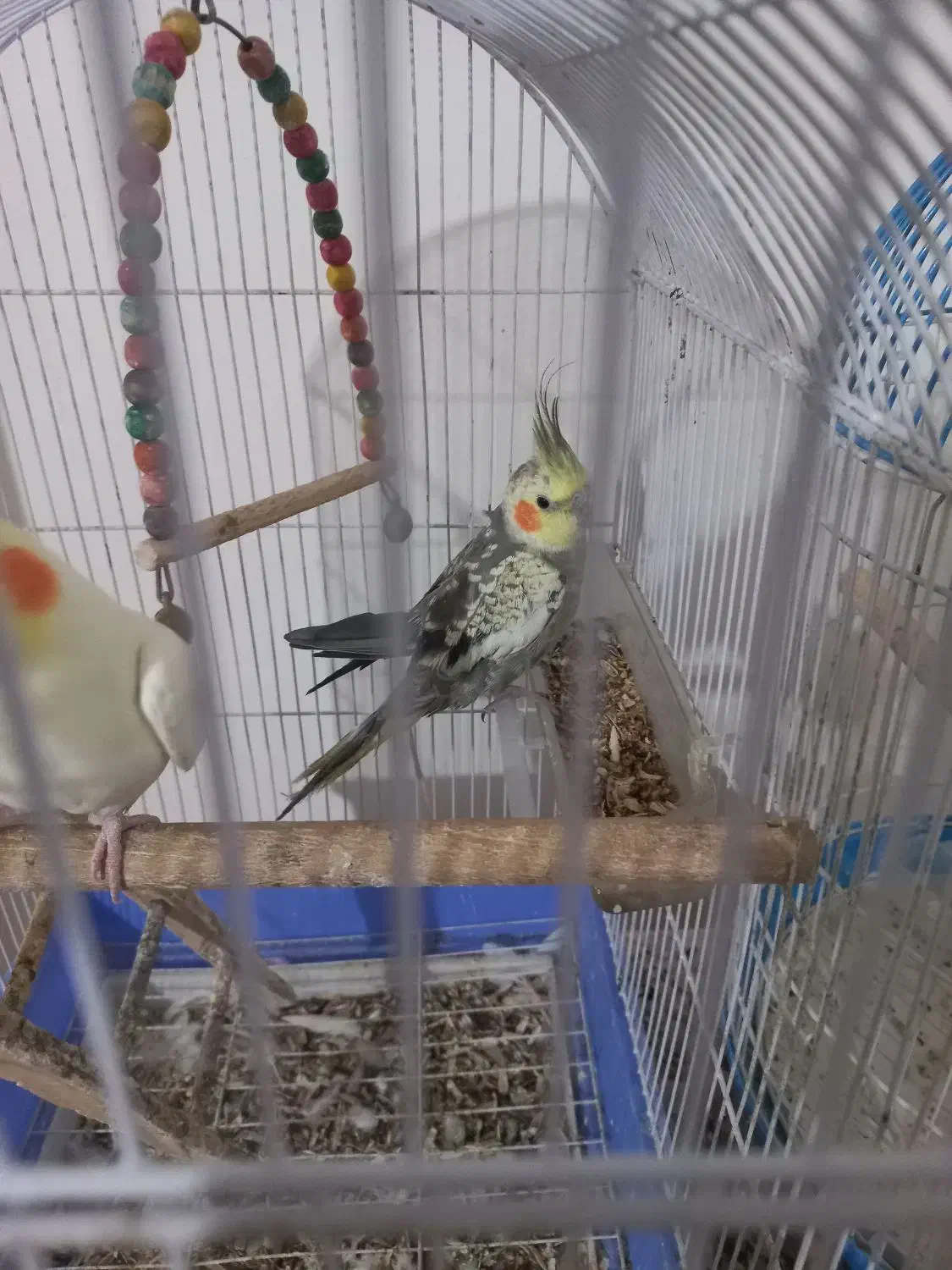 جوجه عروس هلندی نر ۶ ماهه|پرنده|ابریشم, |دیوار