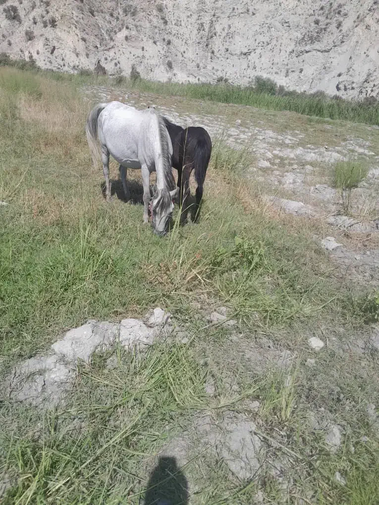 اسب با کره نر|اسب و تجهیزات اسب‌سواری|جوزار, |دیوار