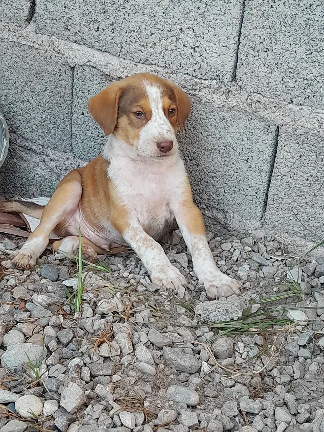 سگ نرگله پجه درشت|سگ|کوچصفهان, |دیوار