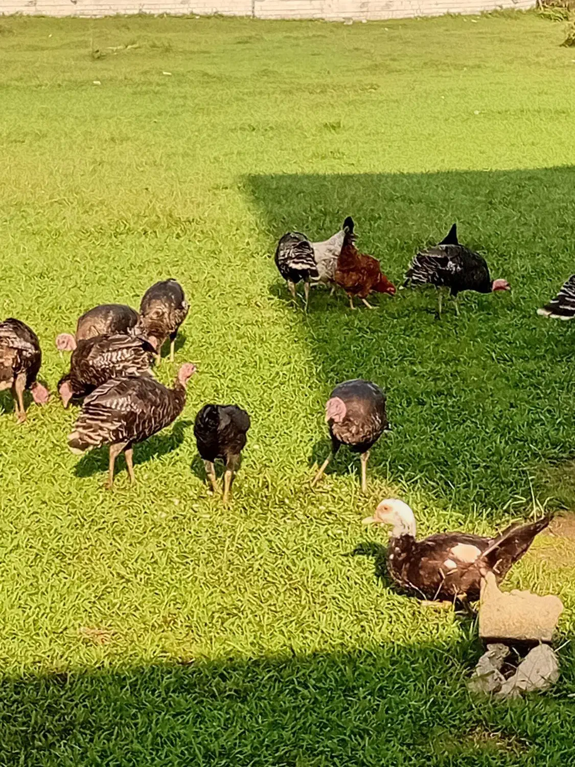 فروش بوقلمون و اردک اسرائیلی و مرغ و خروس|حیوانات مزرعه|چالوس, |دیوار