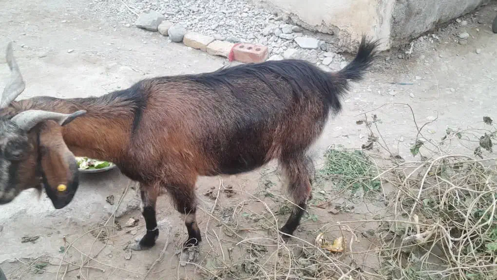 دو عدد بز|حیوانات مزرعه|ایرانشهر, |دیوار