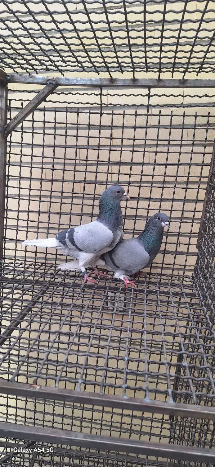 کبوتر دمگیر|پرنده|اصفهان, ستار|دیوار