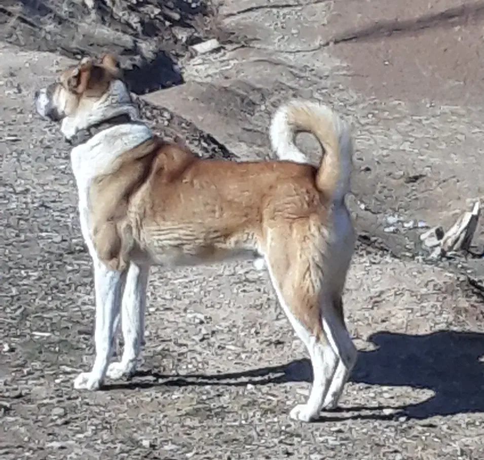 واگذاری سگ|سگ|بستان آباد, |دیوار